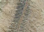 Million Year Old Fern Fossil - Mazon Creek #5733-2